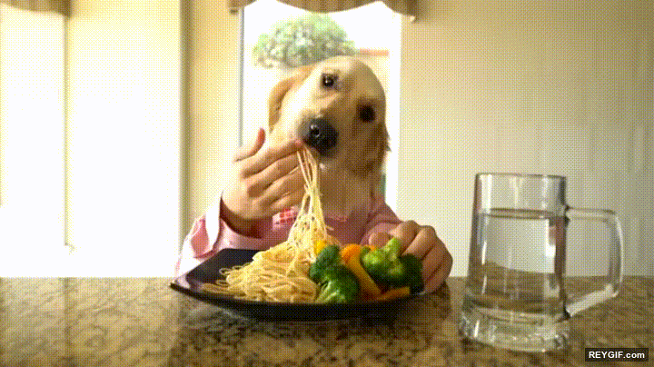 GIF animado (95470) Un perro comiendo como un humano siempre es capaz de sacarte una sonrisa