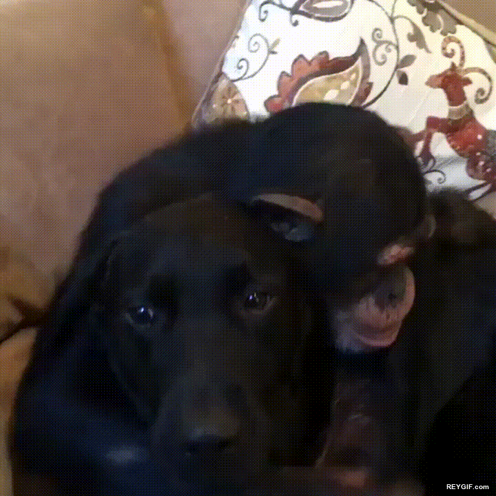 GIF animado (95675) Un perro tambien puede ser el mejor amigo de un chimpance