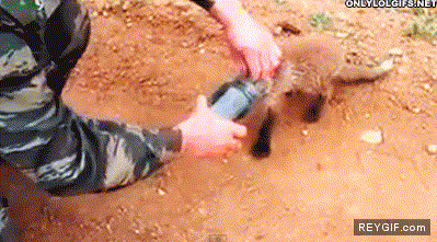 GIF animado (93115) Un soldado ayuda a un pequeno zorro atrapado
