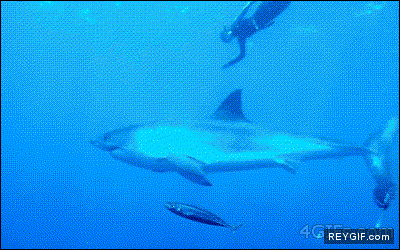 GIF animado (90840) Un tiburon es el mejor colega que te puedes echar en alta mar
