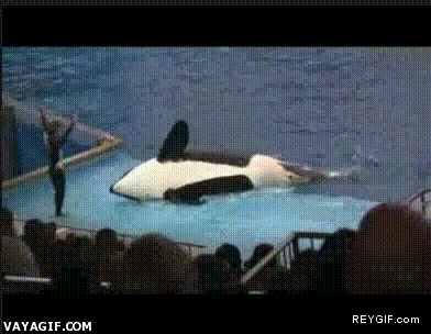 GIF animado (91447) Una orca haciendo breakdance con pequenos danos colaterales