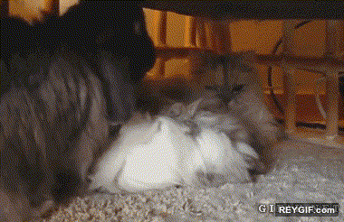 GIF animado (93321) Va gatito juega conmigo que no que no que no como te lo digo