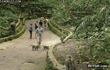 Imagen GIF de Venga tonta que no nos miran animado