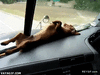 GIF animado (91683) Viajar en el asiento de atras bitch please esto es un camion