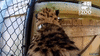 GIF animado (94583) Vista en primera persona de un leopardo a maxima velocidad