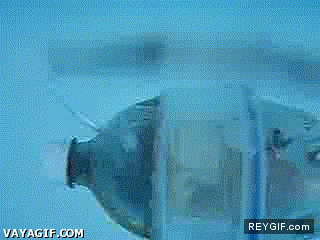 GIF animado (92728) Y esto es un submarino propulsado por un hamster