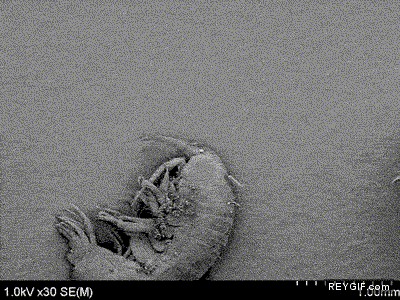 GIF animado (91166) Y esto senores es una bacteria en el ojo de un acaro