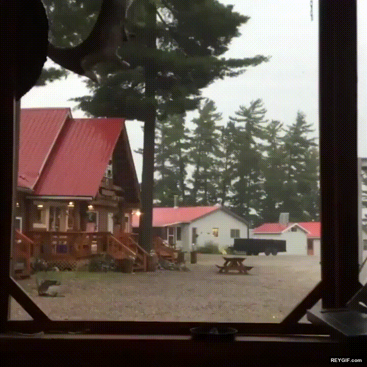 GIF animado (96277) Y por esto nunca debeis estar debajo de un arbol en una tormenta