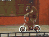 GIF animado (92351) Yuhu soy un autentico biker