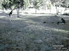 GIF animado (92323) Zombies cuando llegue el apocalipsis gatuno sera nuestra perdicion