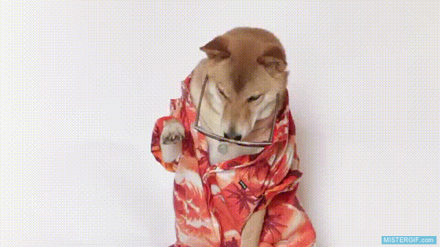 Imagen GIF de Nunca vas a molar mas que este perro animado