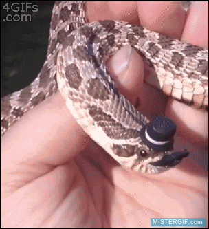 GIF animado (121483) Os presento a la serpiente mas elegante del mundo