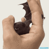 GIF animado (121729) Si batman se comportara como un murcielago