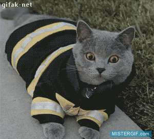 GIF animado (121449) Super gatos al rescate de otros gatos