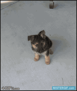GIF animado (121455) Timelapse de un perro creciendo desde las 8 semanas hasta tener un ano