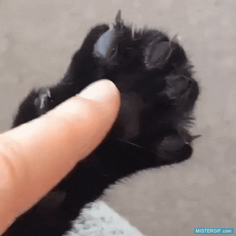 GIF animado (121466) Todos los gatos hacen lo mismo cuando los tocas en ese punto