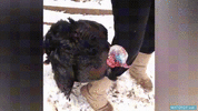 GIF animado (121635) Un pavo arrimando cebolleta