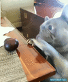 GIF animado (121452) Un perrito adorable intentar coger un poco de fruta